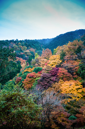 Beautiful Fall Foliage in the morning fog Arashiyama, Kyoto, Japanの写真素材