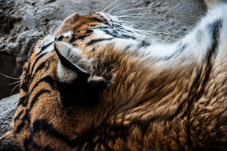 Tiger sleeping, close up shotの写真素材