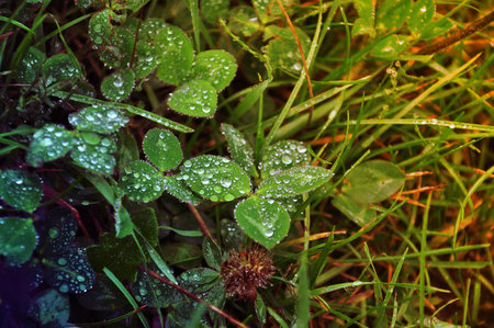 Morning dew on green leaves at sunrise