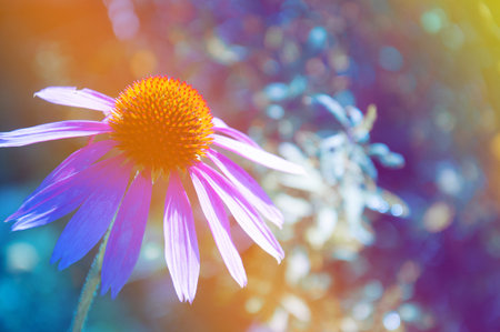 Purple flower with waterdrop on petals and pastel color gradient background