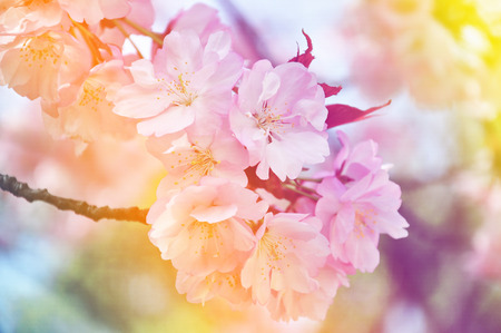 Cheery blossom in Hiroshima, Japan with pastel gradient backgroundの写真素材