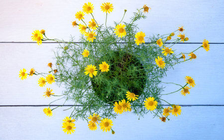 Pot of yellow daisy flower in the morning sunlight