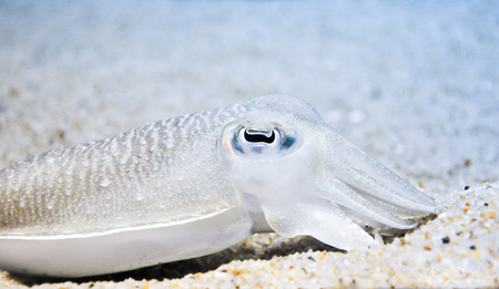 Closeup shot of commong cuttlefish hiding in the sandの写真素材