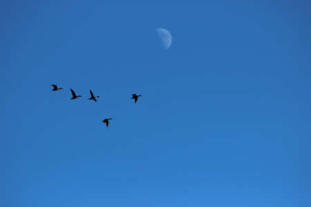 Ducks on the background of the day moonの写真素材