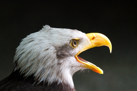 Eagle - Adlerの写真素材