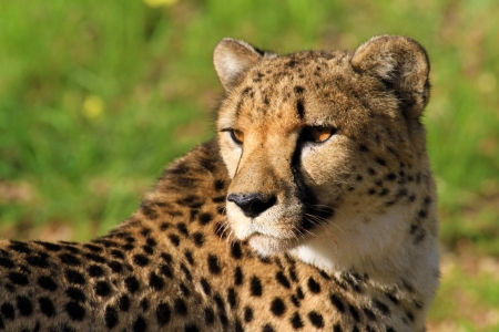 Cheetahの写真素材