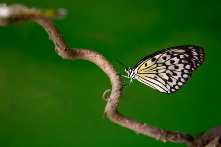 Butterflyの写真素材