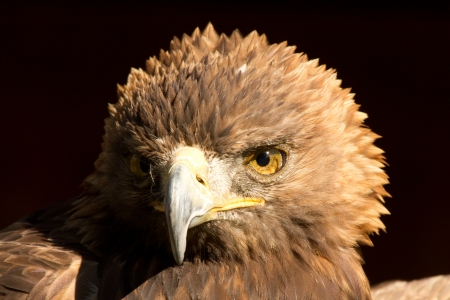 Eagleの写真素材