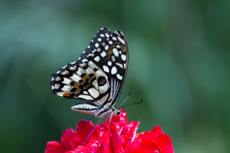 Butterflyの写真素材