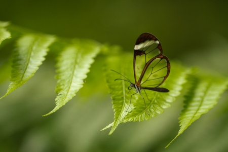 Glasswing Butterflyの写真素材