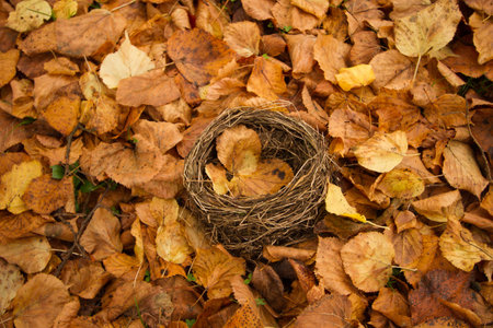 autumn