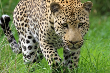 leopardの写真素材