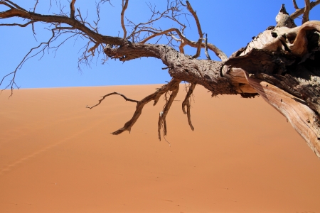 desertの写真素材