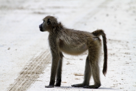 monkeyの写真素材