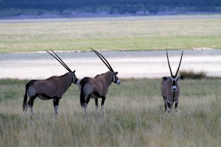 waterbuckの写真素材