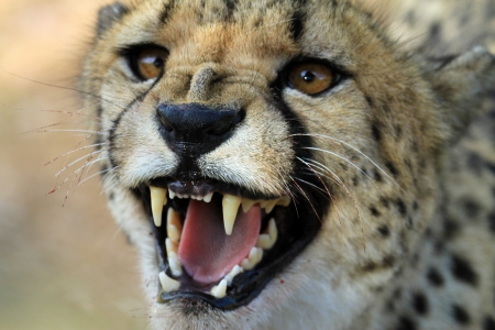 cheetahの写真素材