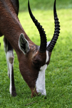 bontebokの写真素材