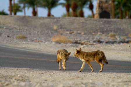  coyote death valleyの写真素材