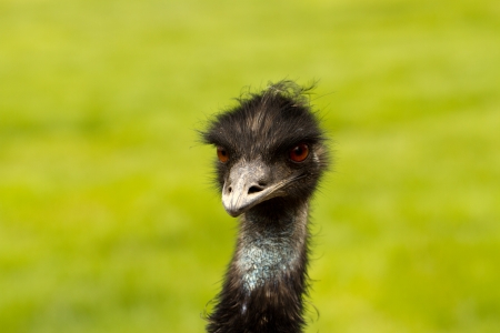 ostrichの写真素材