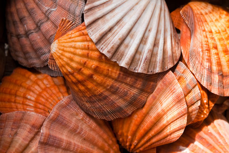Seashells background close-up 