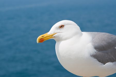 A seagull, focus on the eyeの写真素材