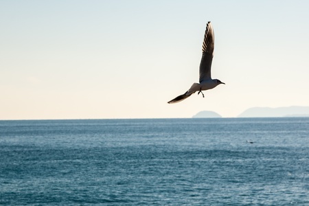 Shot taken in Liguria  Italy  near Gallinara Islandの写真素材