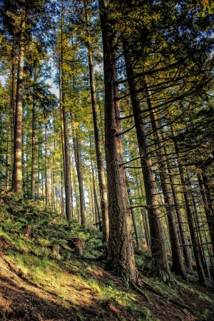 Pine Trees, Cardrona Forest,Scottish Bordersの写真素材