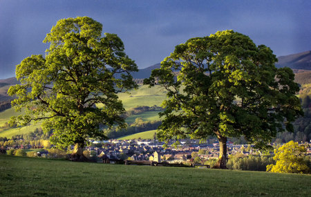 Trees and Peebles, Late Spring Sunshine, Scottish Borders