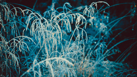 Frost on Wild Grass, Scottish Borders, Scotlandの写真素材