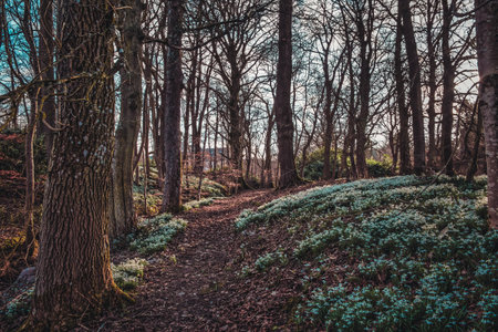 Springtime snowdrops, Cringlettie, Scottish Borders.Scotland.の写真素材