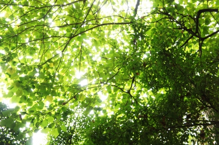 tree and leaf        の写真素材