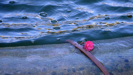 Small flowerの写真素材