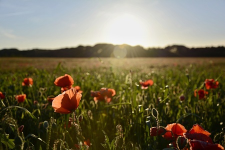 Landscape with sunset over poppy fieldの写真素材