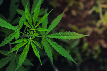 Cannabis sativa tree with its leaves.の写真素材