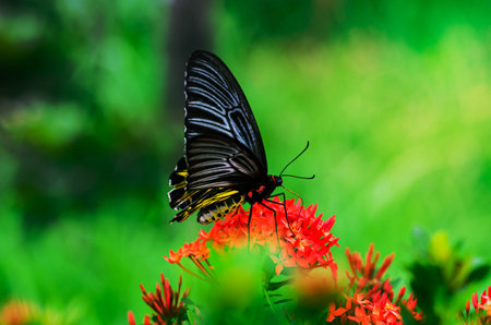 Colourful butterfly sucking nectar of spike flowers with fresh green background.の写真素材