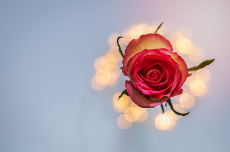 Blooming pink rose with colorful bokeh lights.の写真素材