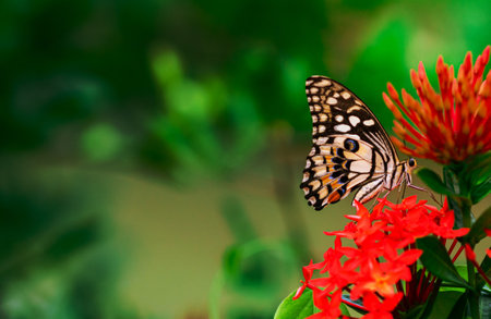 Colourful butterfly sucking nectar of spike flowers with fresh green background.の写真素材