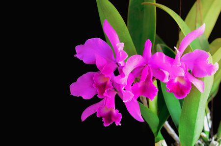 Pink and purple color Cattleya orchid on dark background.の写真素材