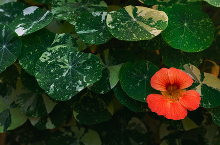 Orange color nasturtium flowers (Garden nasturtium, Indian cress, or monks cress) with its tree and leaves.の写真素材