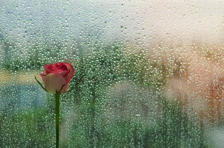 Blooming pink rose at window that have rain drop in monsoon season.の写真素材