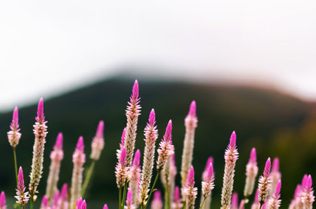 Pink and white Plumed Cockscomb flower with green blurred background of mountain.の写真素材