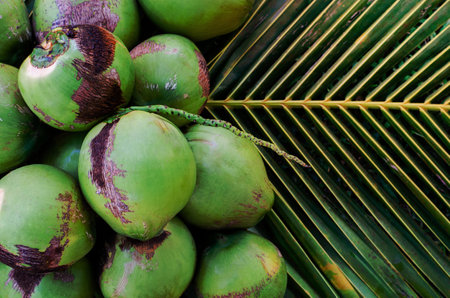 Young fresh sweet Thai coconut fruits with white meat put on its green leaves for summer fruit concept.の写真素材