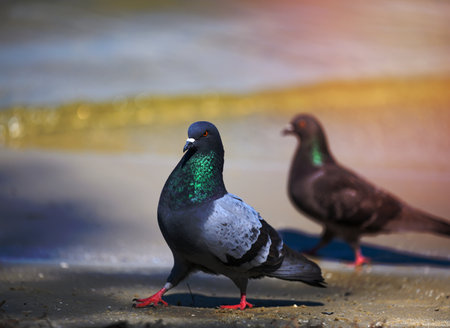 a pair of gray doves walking on the ground on a summer day, close upの写真素材
