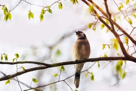 Blue Jay bird on a tree branch with spring leavesの写真素材