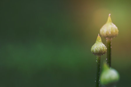 Allium flower buds with rain drops, selective focus.の写真素材