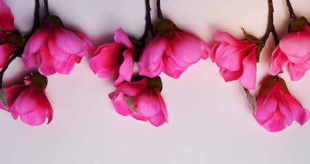 Branch with pink magnolia flowers on a white background, top viewの写真素材