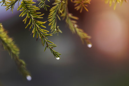Close up shot of Fir needles with water dropletsの写真素材