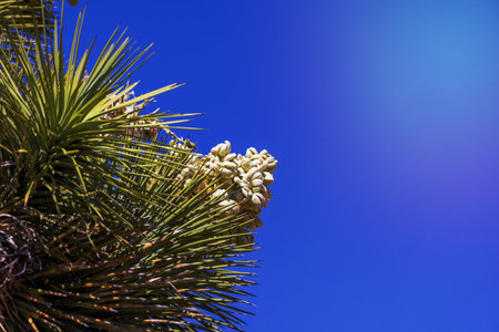 Close up shot of Yucca plant flower against blue skyの写真素材