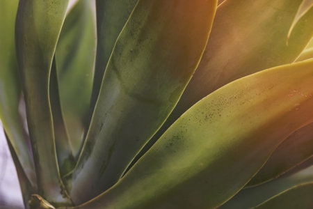 Close up shot of succulent plant leavesの写真素材