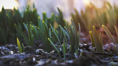 Close up shot of fresh plants sprouting in spring timeの写真素材